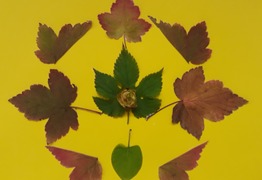(photo)
