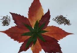 (photo)