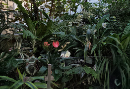(photo)