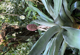 (photo)