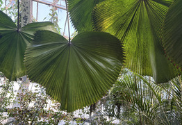 (photo)